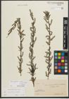 Foto von Salix purpurea L. x Salix repens subsp. rosmarinifolia (L.) Andersson